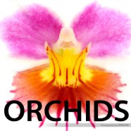 Orchids Volume 2 (Available Soon)