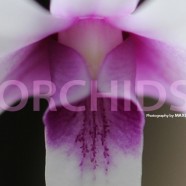 Orchids Volume 3 (Available Soon)