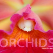 Orchids Volume 4 (Available Soon)