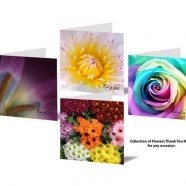 Flowers (Package of 8 Cards & 8 Envelopes)