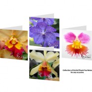 Orchids (Package of 8 Cards & 8 Envelopes)